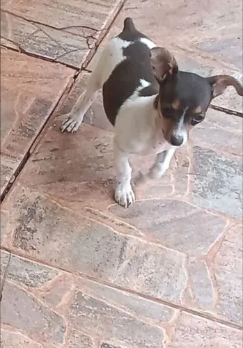 Pincher legítimo 
