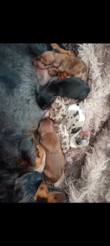 Filhote de basset para reserva 