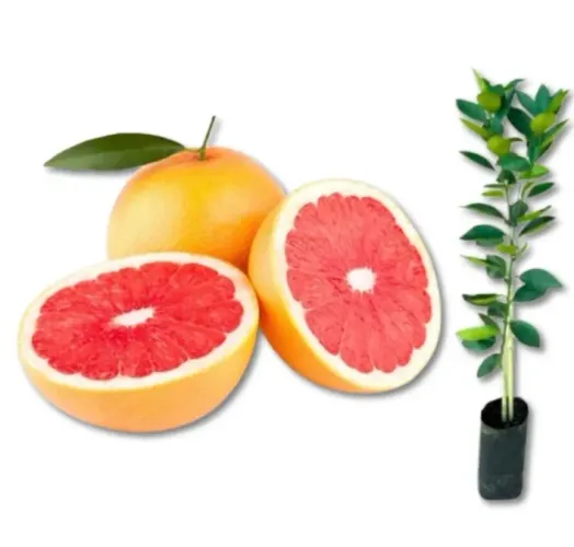 Laranja Sanguínea 