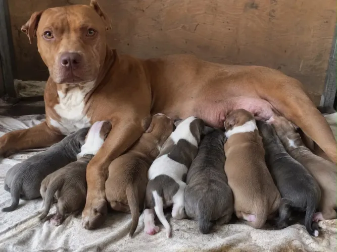 Filhotes de pitbull disponíveis para adoção 