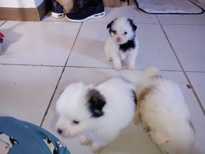 Lulu pamelandia 
