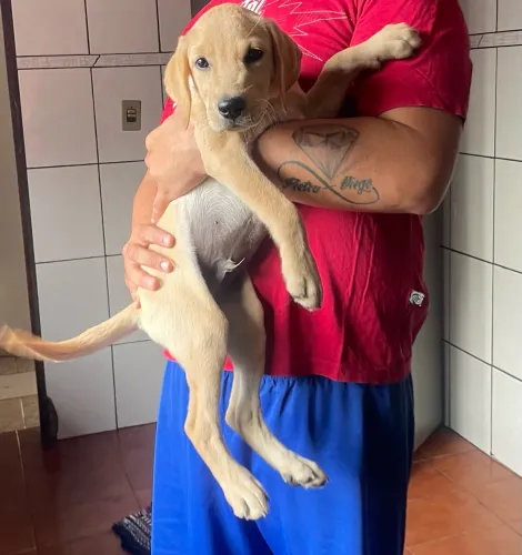 Filhote de labrador 