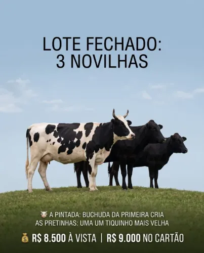 3 Vacas Novilhas Saudáveis (1 Prenha)
