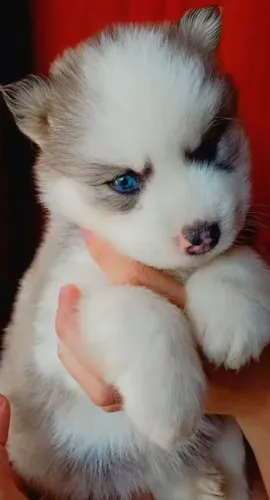 Husky siberiano o filhote dos sonhos para casais aventureiros