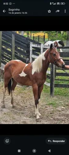 VENDO POTRO DE 1 ANO E 6 MESES. PAINT HORSE MEIO SANGUE COM QUARTO DE MILHA PURO