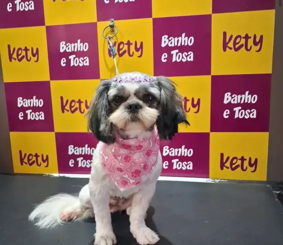 Shitzu fêmea