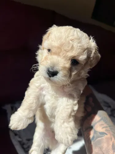 Filhote de poodle disponível