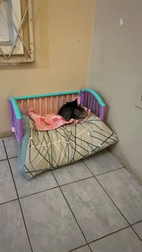 Doação responsável de gatinhos