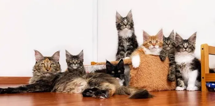 Maine Coon Machos e Fêmeas