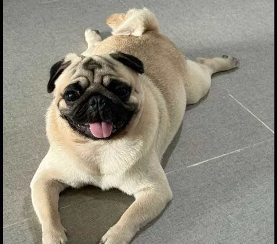 Vendo pug fêmea adulta