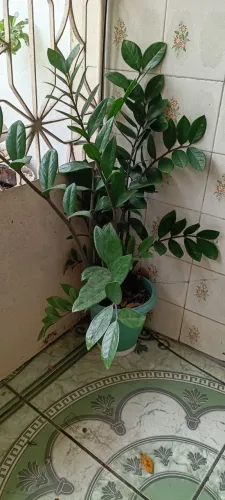 Plantas