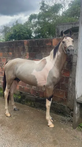 Cavalo manga larga