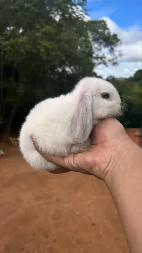 Coelhos mini