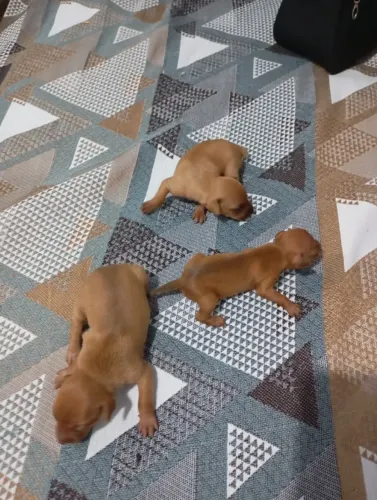 Animais