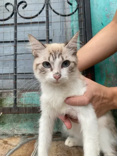 Gato para adoção 