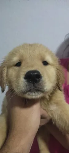 Dourado e fofinho lindo filhote de golden retriever 