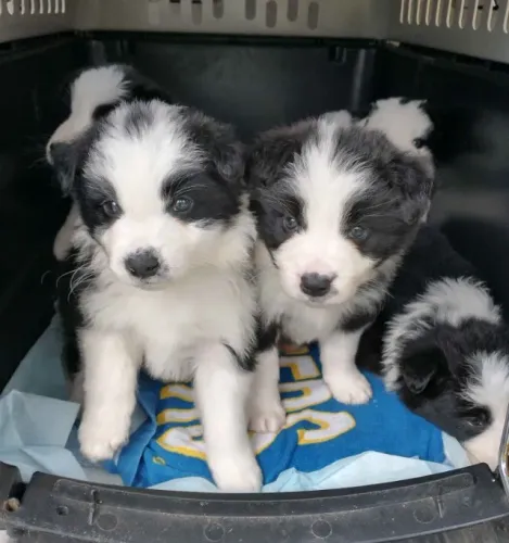 Filhotes de Border Collie | Doçura que conquista fácil.