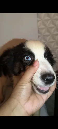 Lindos filhotes de border collie para venda