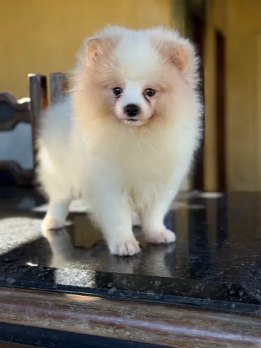 Spitz Alemão Canil Barão Nordestino 