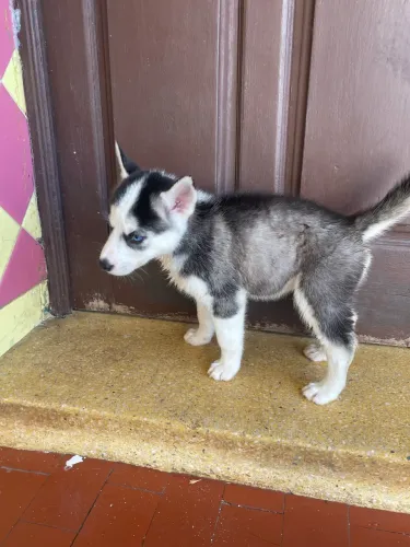 Filhote fêmea de husky