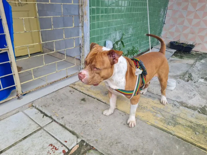 Filhotes de American Bully