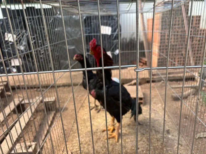 Casal de índio bico curto