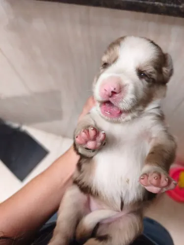 Border Collie