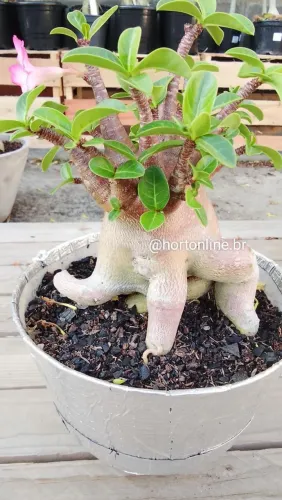 Rosa do deserto rara - arabicum Thor