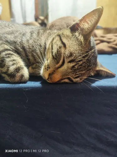 Doa-se gatos urgente ( leia o anúncio)