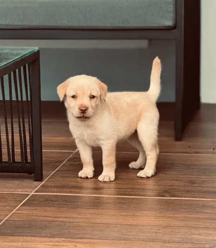 Filhote labrador retriever 