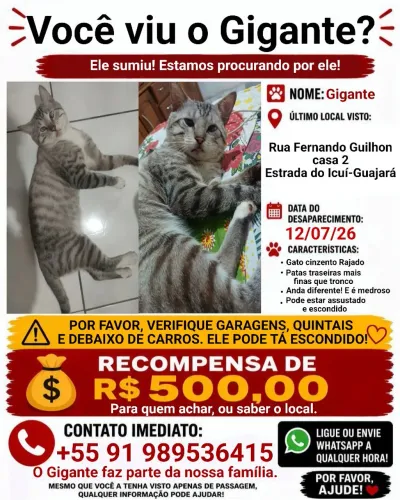 Gato/Ler Descrição!!