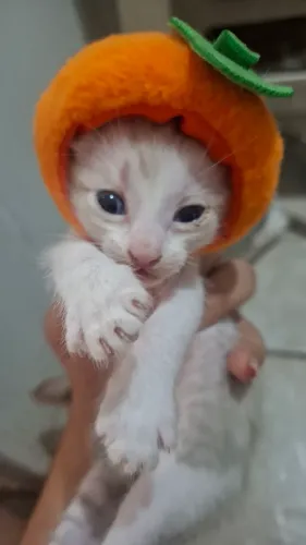 filhotes de gato.