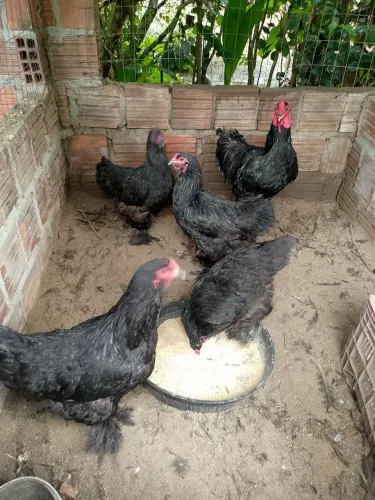 Pintos de Brahma negra