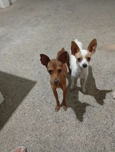 pinscher x chihuahua 