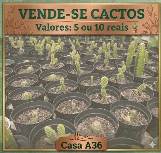 Cactos 