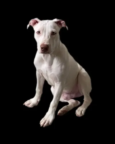 Pitbull Filhote