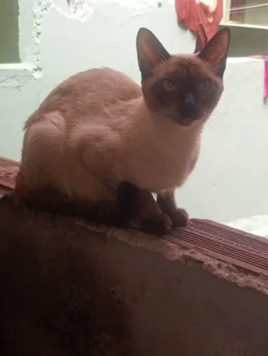 Gatinhos para doação raça siamês tbm to doando a mãe pq n tenho condições de castra ela 