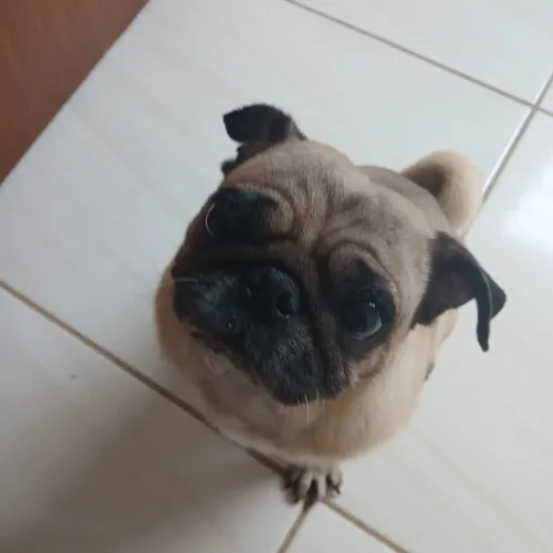 Cachorro pug 