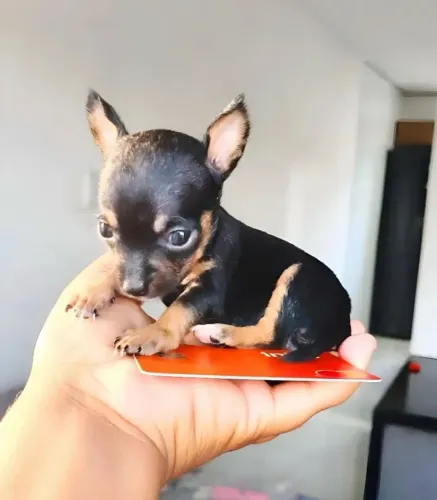PINSCHER 0 fêmea 