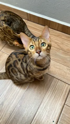 FILHOTE DE GATO BENGAL À VENDA