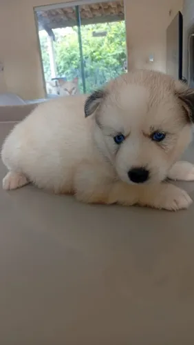 Husky siberiano fêmea 