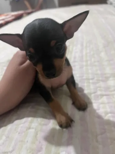 Pinscher fêmea
