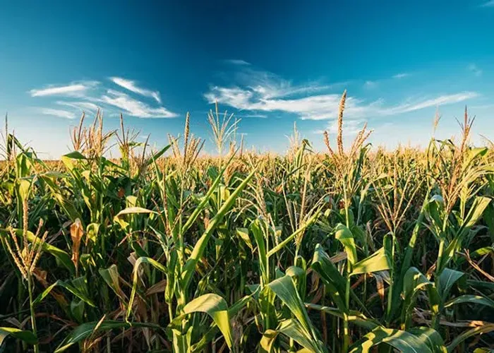 silo 100% das espigas.