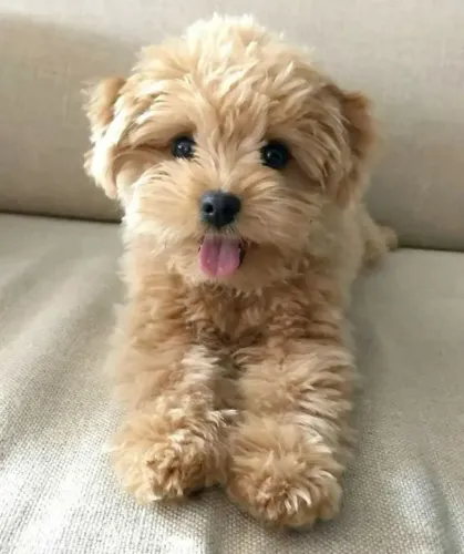 Filhotes de Poodle!!!