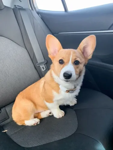 Corgi Filhotes na Cor Red