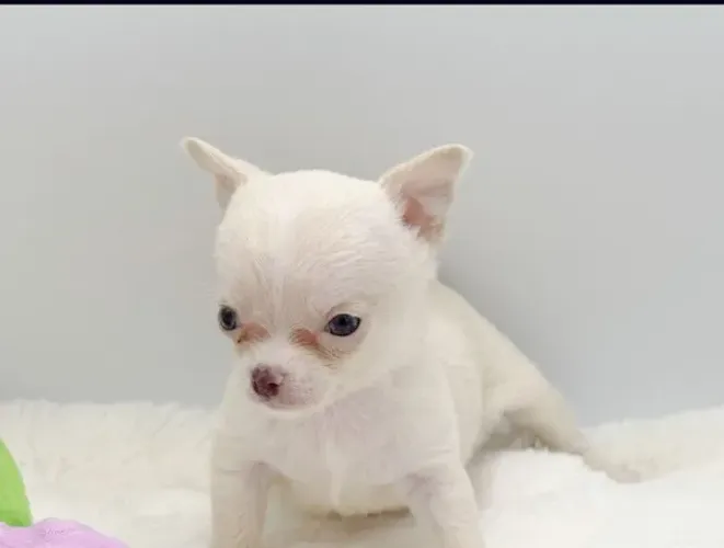 PROMOÇÃO!! Filhote de Chihuahua Pequeno - Com microchip internacional