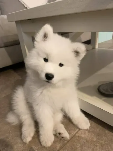 Samoieda Transforma rotina em diversão