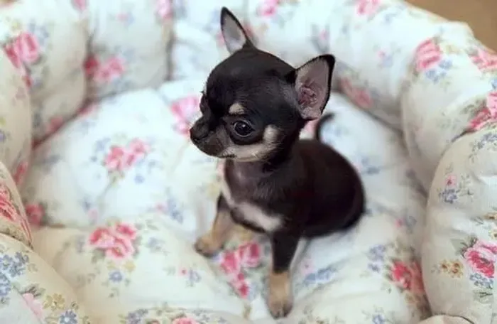  Chihuahua Pequenos no tamanho, gigantes no carinho