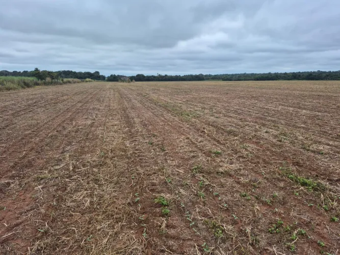 Fazenda arrendamento 2.885 hec em Brasnorte MT. Grade na descrição
