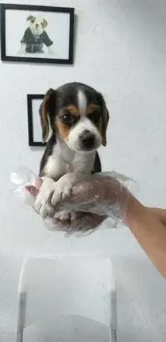 Beagle 13 polegadas tricolor machinho com 55 dias com pedigree e vacina v10 importada 